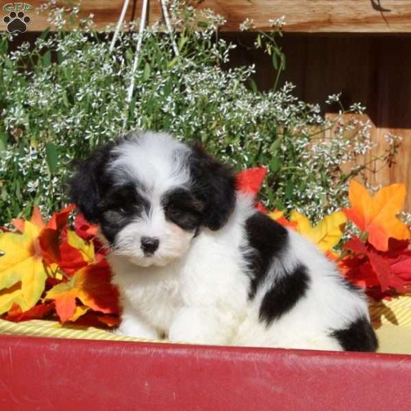 Rosie, Maltipoo Puppy